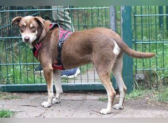 Nero – ein freundlicher Herzenshund wartet in 31636 Linsburg (Lkr. Nienburg/Weser)