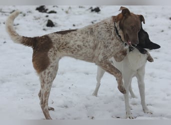 Taavi (finnisch: Liebling) 50 cm geb. 10/2024 wartet in 31636 Linsburg