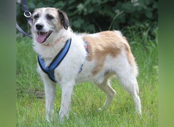 Willow 48cm geb. 07/2023 ist ein fröhlicher Familienhund