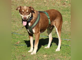 Nero – ein freundlicher Herzenshund wartet in 31636 Linsburg (Lkr. Nienburg/Weser)