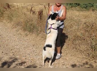 Riven 50cm geb. 06/2024 sucht seine Menschen fürs Leben