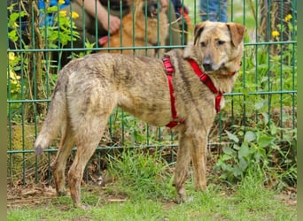 Gambit 55cm geb. 07/2024 sucht ein ruhiges Zuhause bei einfühlsamen Menschen
