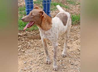 Taavi (finnisch: Liebling) 50 cm geb. 10/2024 wartet in 31636 Linsburg