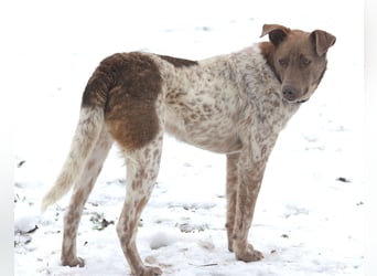 Taavi (finnisch: Liebling) 50 cm geb. 10/2024 wartet in 31636 Linsburg