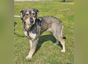 Alice 50cm geb. 04/2024 ist eine tolle Familienhündin