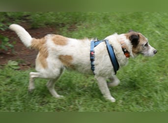 Willow 48cm geb. 07/2023 ist ein fröhlicher Familienhund