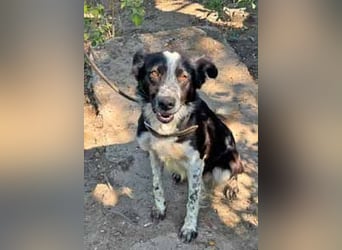 Victor ist ein ukrainischer Straßenhund:  mutig, clever und selbstbewußt