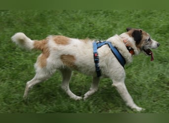 Willow 48cm geb. 07/2023 ist ein fröhlicher Familienhund