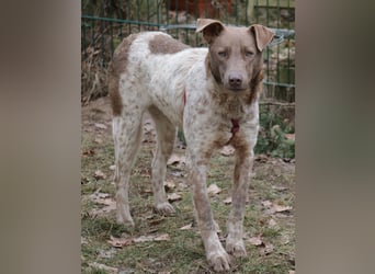 Taavi (finnisch: Liebling) 50 cm geb. 10/2024 wartet in 31636 Linsburg