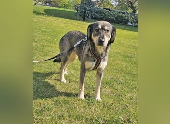 Alice 50cm geb. 04/2024 ist eine tolle Familienhündin