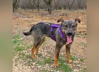 Bibi 45cm geb. 12/2024 sucht ein liebevolles Zuhause