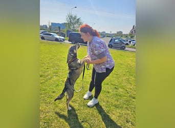 Alice 50cm geb. 04/2024 ist eine tolle Familienhündin