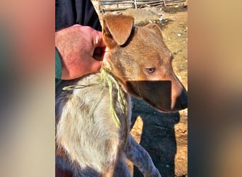 Taavi (finnisch: Liebling) 50 cm geb. 10/2024 wartet in 31636 Linsburg