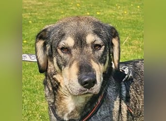 Alice 50cm geb. 04/2024 ist eine tolle Familienhündin