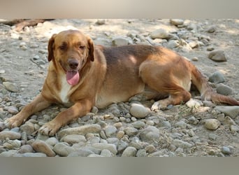 Toffee 52cm geb. 01/2025 ist eine fröhliche, gut gelaunte junge Hündin