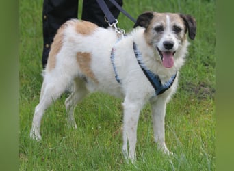 Willow 48cm geb. 07/2023 ist ein fröhlicher Familienhund