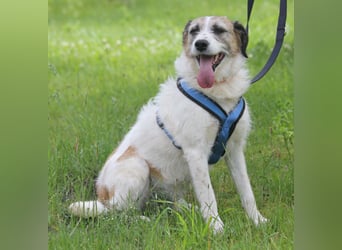 Willow 48cm geb. 07/2023 ist ein fröhlicher Familienhund