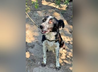 Victor ist ein ukrainischer Straßenhund:  mutig, clever und selbstbewußt