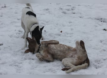 Taavi (finnisch: Liebling) 50 cm geb. 10/2024 wartet in 31636 Linsburg