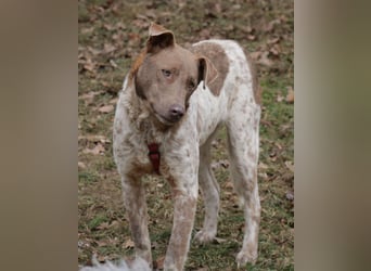 Taavi (finnisch: Liebling) 50 cm geb. 10/2024 wartet in 31636 Linsburg