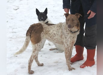 Taavi (finnisch: Liebling) 50 cm geb. 10/2024 wartet in 31636 Linsburg