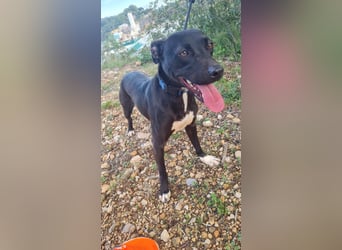 REVINA - neugierige Junghündin