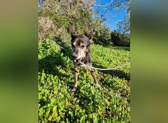 MONTI älterer Goldschatz