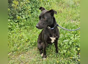 VIANE - schüchterne Junghündin