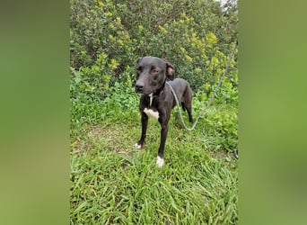 REVINA - neugierige Junghündin