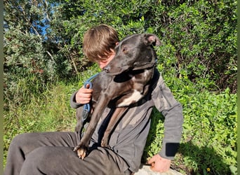 VIANE - schüchterne Junghündin