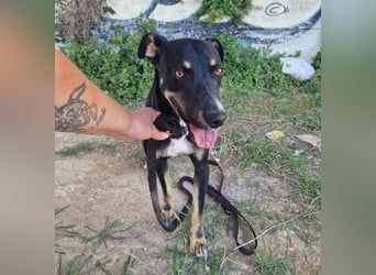 PITO ist ein super Anfängerhund