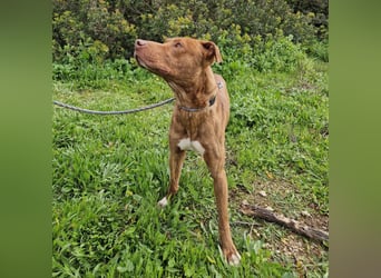 JACEY - zurückhaltender Junghund