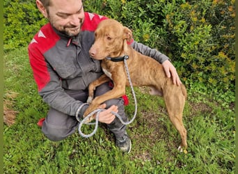 JACEY - zurückhaltender Junghund