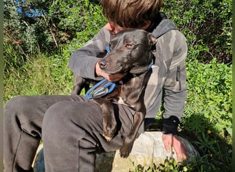 VIANE - schüchterne Junghündin