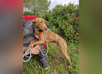 JACEY - zurückhaltender Junghund