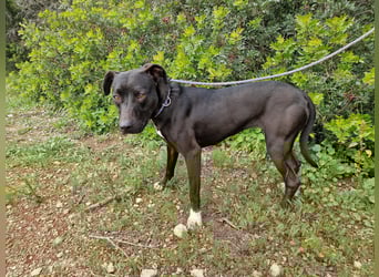 REVINA - neugierige Junghündin