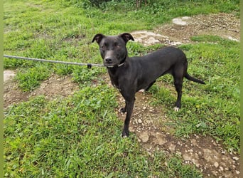 REVINA - neugierige Junghündin