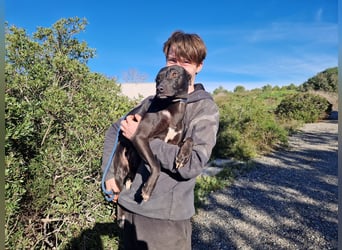 VIANE - schüchterne Junghündin