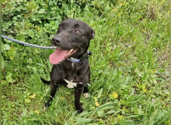 VIANE - schüchterne Junghündin