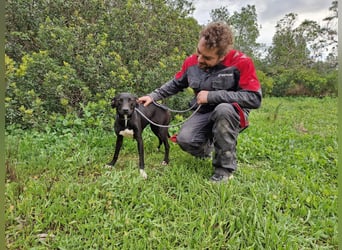 REVINA - neugierige Junghündin
