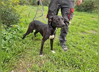 REVINA - neugierige Junghündin