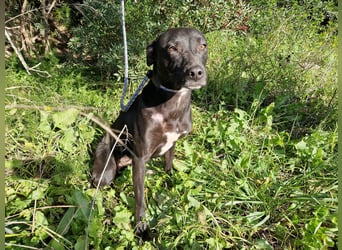 VIANE - schüchterne Junghündin