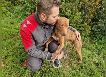 JACEY - zurückhaltender Junghund