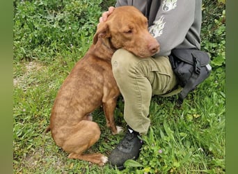 JACEY - zurückhaltender Junghund