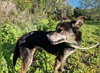 MONTI älterer Goldschatz