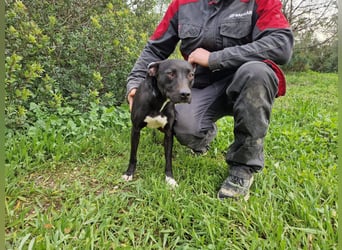 REVINA - neugierige Junghündin