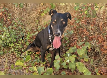 PITO ist ein super Anfängerhund