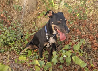 PITO ist ein super Anfängerhund