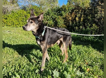 MONTI älterer Goldschatz