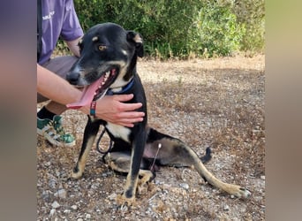 PITO super Anfängerhund